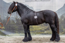 Gjerde Prinsen er en av hingstene som skal tilbringe årets sommer med eget hoppefølge i Sikkilsdalen. Foto: Landslaget for Dølahest