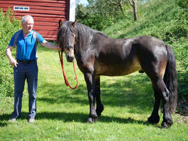 Paul Stikbakke og Drivbest hjemme på Toten.