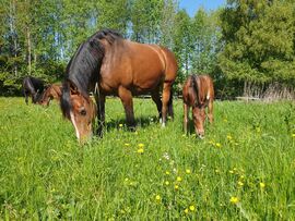 Egelund Yunan og Starums Arashi storkoser seg på sommerbeite.