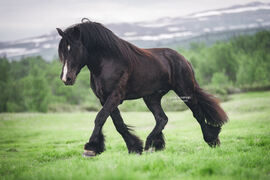 Fagerli Knut under slippet på Tronhus i 2020. Foto: Maja Skarpsno/Gullfaxi - www.gullfaxi.no