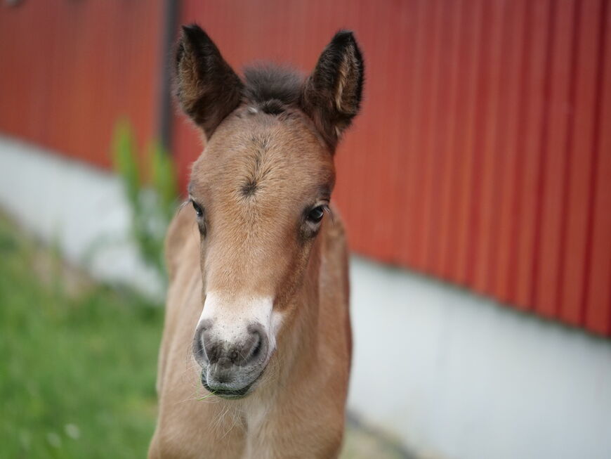 Sommerens første dølahestføll på Norsk Hestesenter har fått navnet Starums Lunalill. Her er hun to dager gammel.