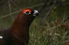 1786411384488862