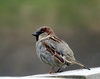1787755217488864