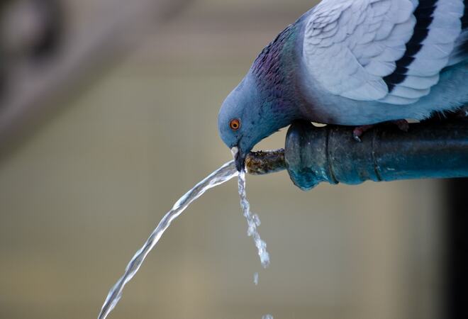 Bildet viser en due som drikker vann fra en kran eller et rør.