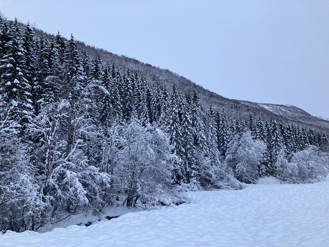 Snøtung granskog i Tverrå