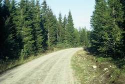 Skogsbilveg i god stand Skogsbilveg i god stand