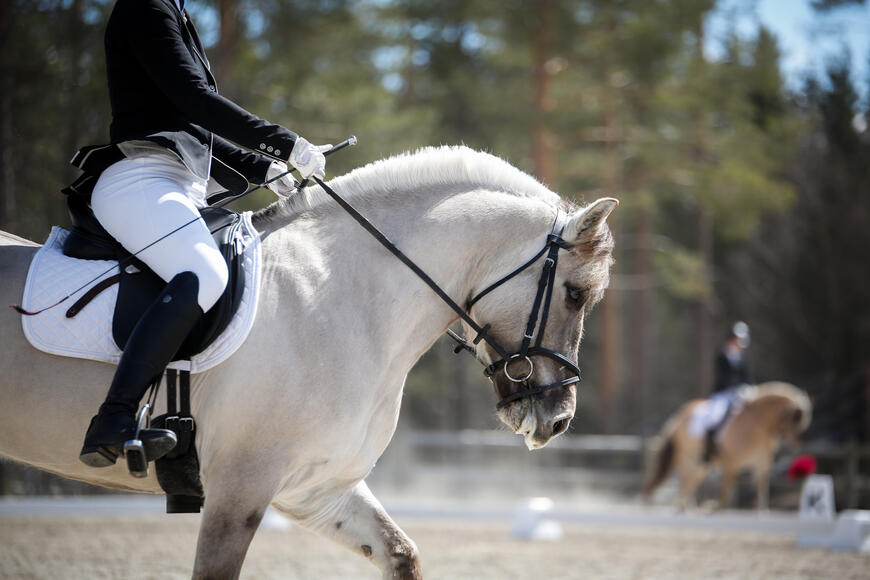 Lunner Idar er vallak og eies av Norsk Hestesenter