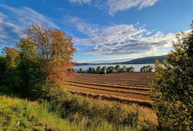 Bildet viser en åker langs med Randsfjorden.