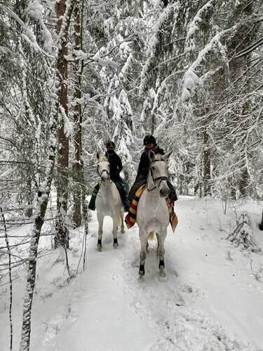 To studenter lufter hestene i den vinterkledde skogen