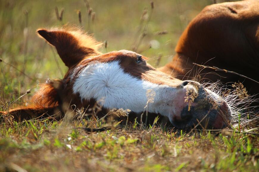 Forskning på hvileatferd og søvn hos hest