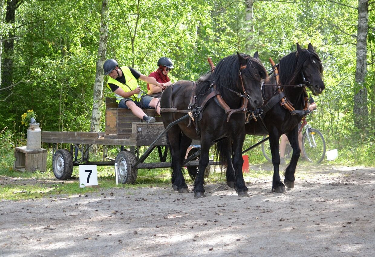Brukshestkjøring med 2-spann. Foto: Janne Dalby Hest, tospann, vogn