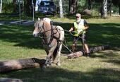 Hest som drar tømmer