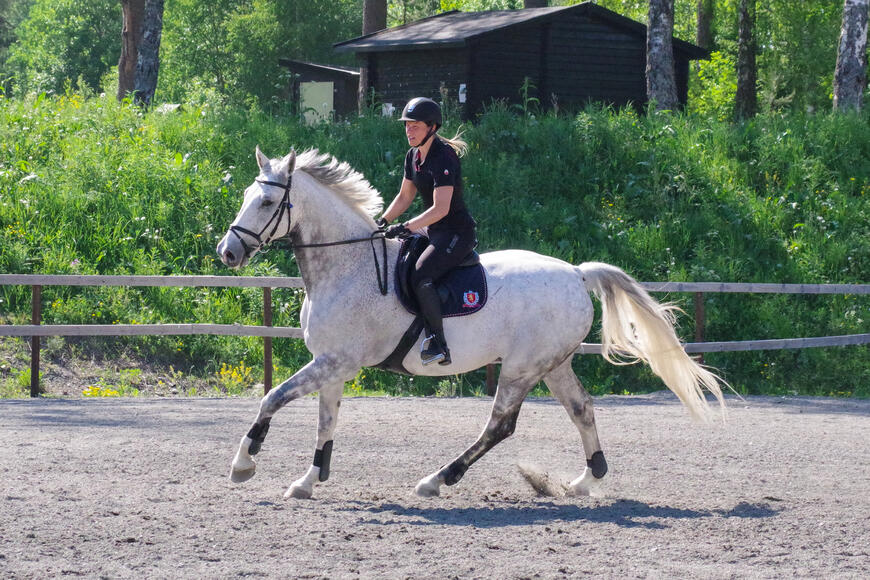 Hest og rytter