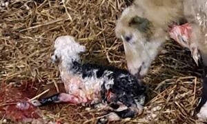 Bilde av et nyfødt lam
