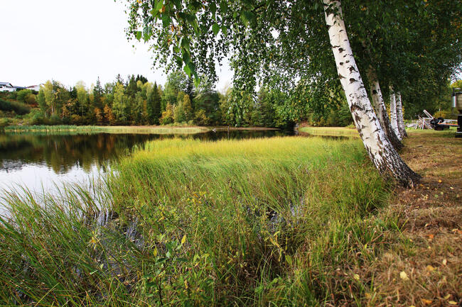 Bildet er et naturfoto, med vann til venstre, strå- og gressvekst i et område i midten og store trær som lener seg litt utover dette til høyre i bildet.