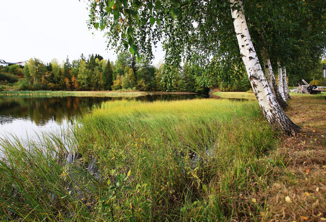 Bildet er et naturfoto, med vann til venstre, strå- og gressvekst i et område i midten og store trær som lener seg litt utover dette til høyre i bildet.