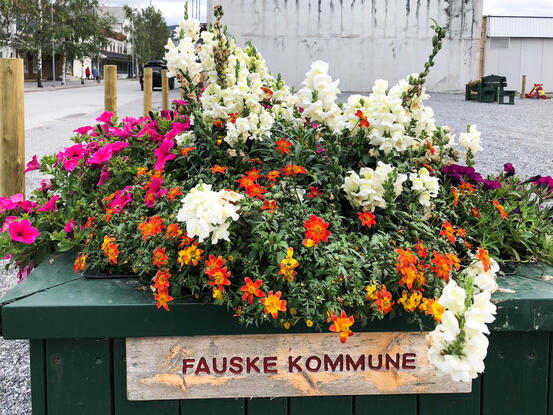 Blomsterkasse med hvite og lilla blomster. Fauske kommune skrevet på kassen