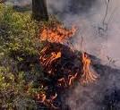 Bilde av flammer som brenner i lyng
