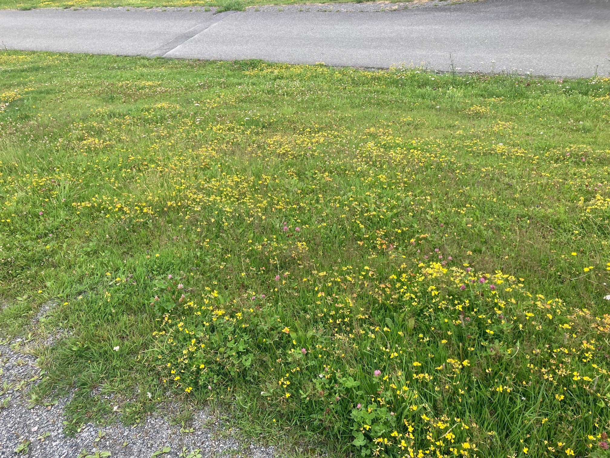 Bildet viser masse gule blomster og lilla kløver på en grønn blomstereng. Nedenfor er det asfaltert vei.