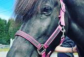 ponni