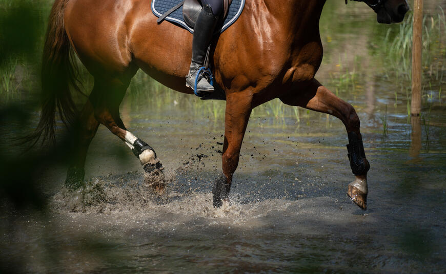 Hest i vann