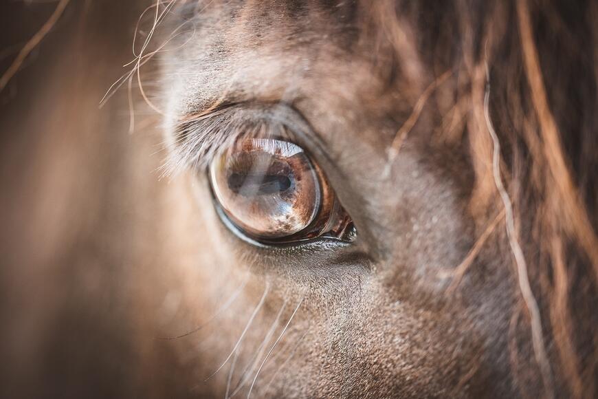 Stiftelsen Hästforskning åpner årets utlysning av midler til hesteforskning