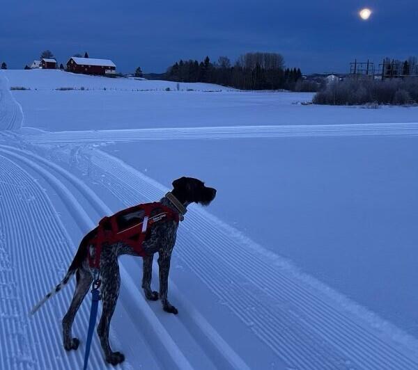 Bildet viser en hund i bånd, som står i en skiløype. Den ser mot skogen. Det er blåtime, og man ser månen på himmelen.