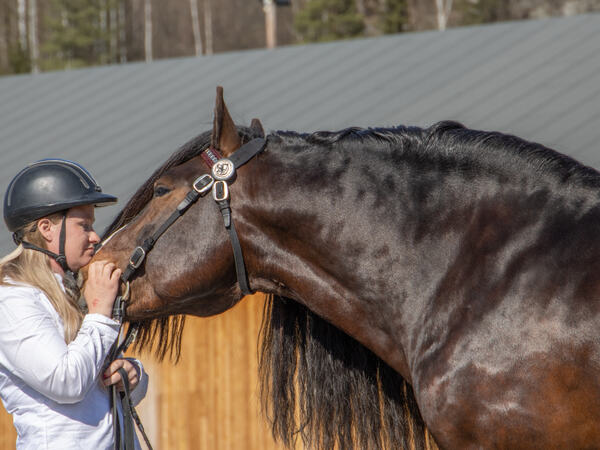 Dølahingsten Randvar skrur på sjarmen under premieutdeling på jubeliumsutstilling på Stavsplassen i 2022. Hingsten fikk 1. premie og stod som I i kvalitet. Foto: Katharina Sørensen