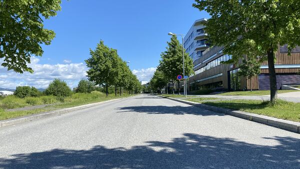 Bilvei med trær på hver side