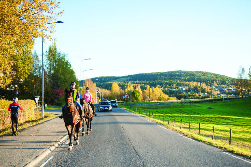 Hest i trafikken