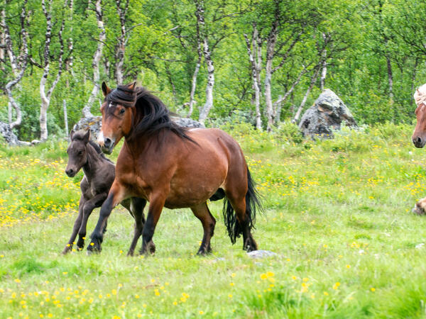 Hesteslipp Sikkilsdalen