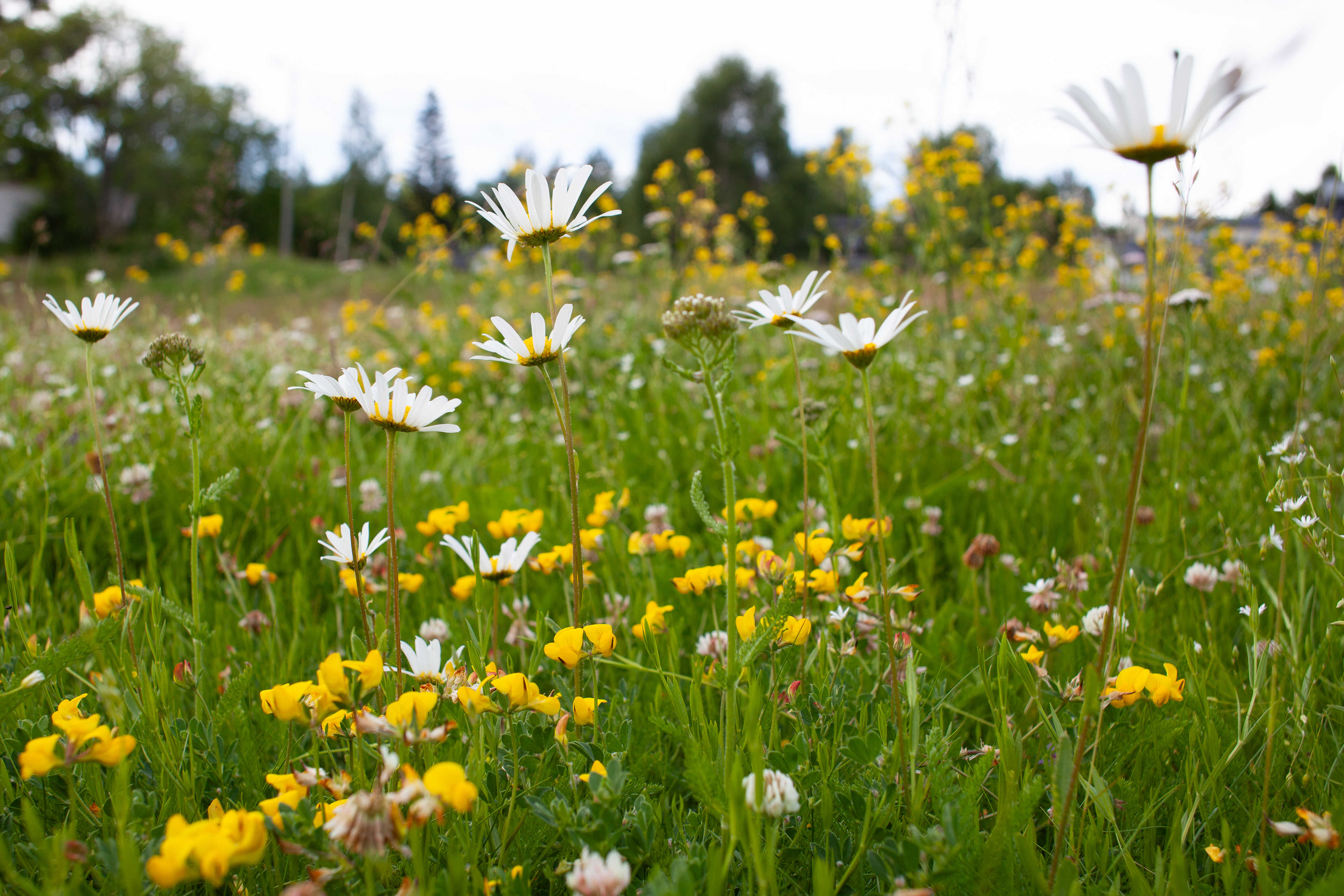 Bildet viser forskjellige arter blomster som vokser godt og tett.