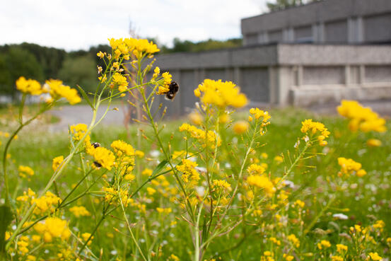 Bildet viser blomster med en humle på. I bakgrunnen ses en bygning.