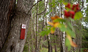 Bildet viser et pilegrimsmerke på et rognetre. I forkant ser man uskarpe rognebær og blad.