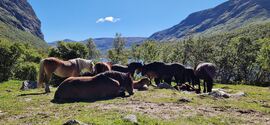 Hesteflokk som tar en hvil i Sikkilsdalen