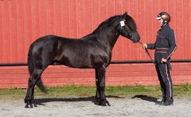 3 år gamle Gigant Tider ble kåret og fikk utmerkelsen dagens hest på hingsteutstilling på Biri 2024. Foto: Veikle Balder/Mona Langland