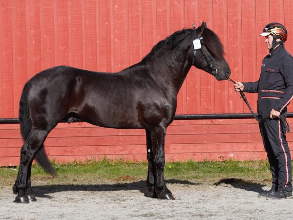 3 år gamle Gigant Tider ble kåret og fikk utmerkelsen dagens hest på hingsteutstilling på Biri 2024. Foto: Veikle Balder/Mona Langland