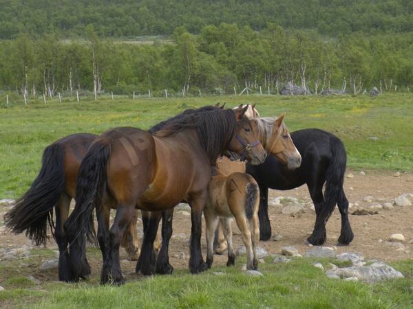 Hopper og føll i Sikkilsdalen