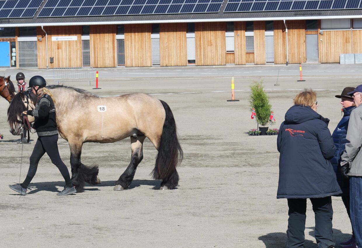 Foto: Eksteriørdommerne i ferd med å gi dølahingsten Midtgards Alvin sin bedømming på Stav i 2024.