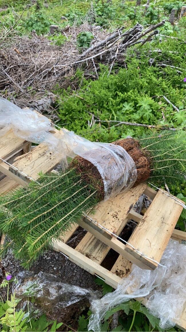 Granplanter i bunter klare for utplanting