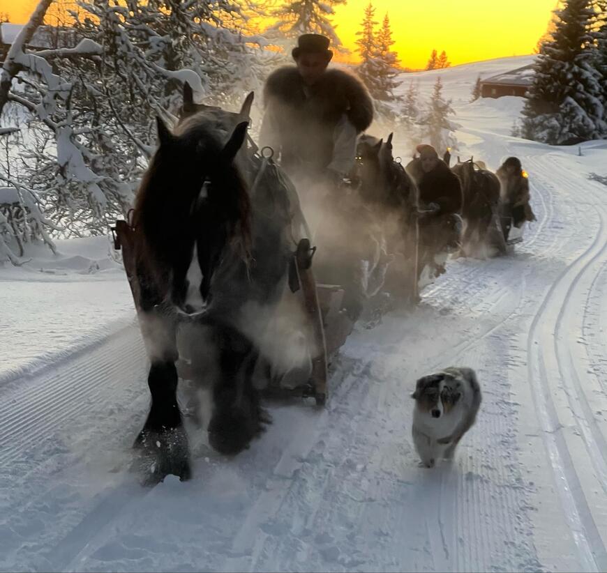 Dølahesten Kvams Jo i front på vei opp Venabygdsfjellet. Foto: Ingunn Bakken