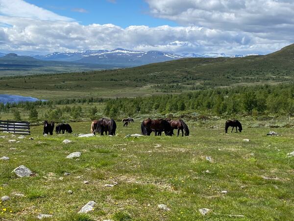 Prosjektet er planlagt gjennomført blant annet blant åringshingstene som skal gå på fjellbeite i Svarttjernholet i Skåbu (Nord-Gudbrandsdalen). Fjellbeitet er veldig interessant i denne sammenhengen ettersom hestene lever nær sagt fritt. Foto: Morten Tofastrud