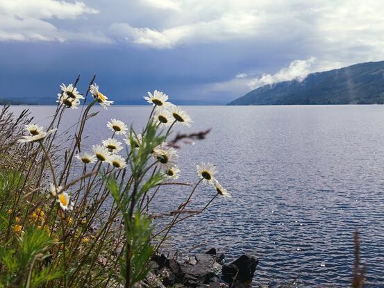 Bildet viser blomster som vokser ut fra en skråning til venstre i bildet. Det ser ut til at det er noe vind. Bak blomstene ser man Randsfjorden, horisonten, himmel og en ås.