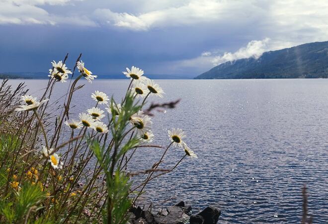 Bildet viser blomster som vokser ut fra en skråning til venstre i bildet. Det ser ut til at det er noe vind. Bak blomstene ser man Randsfjorden, horisonten, himmel og en ås.