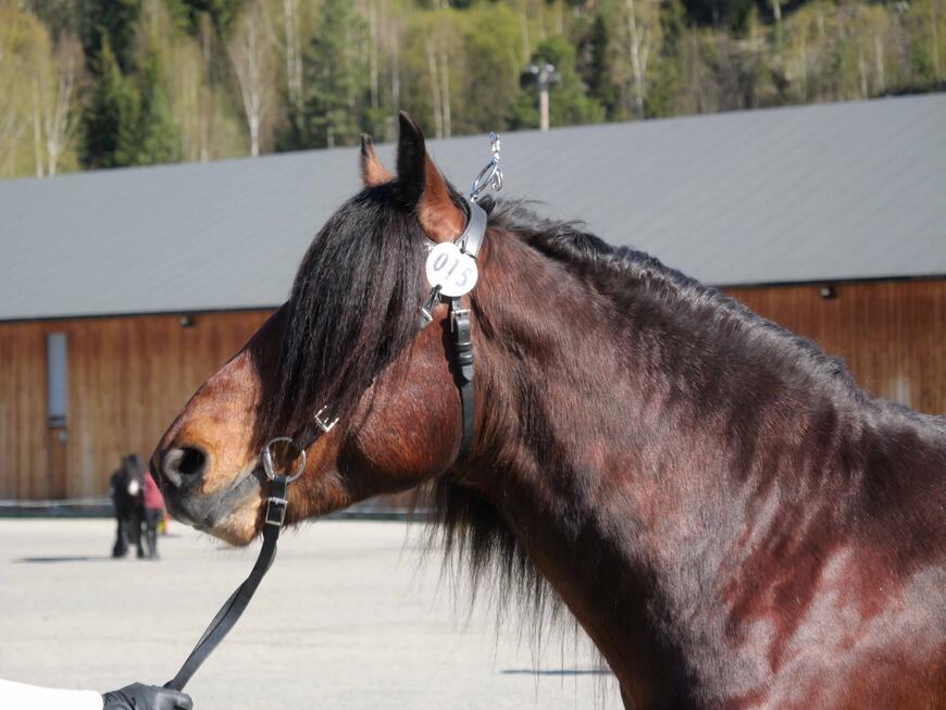 Bilde av dølahingsten Heggebakks Glimt fra årets hingsteutstilling på Stav.