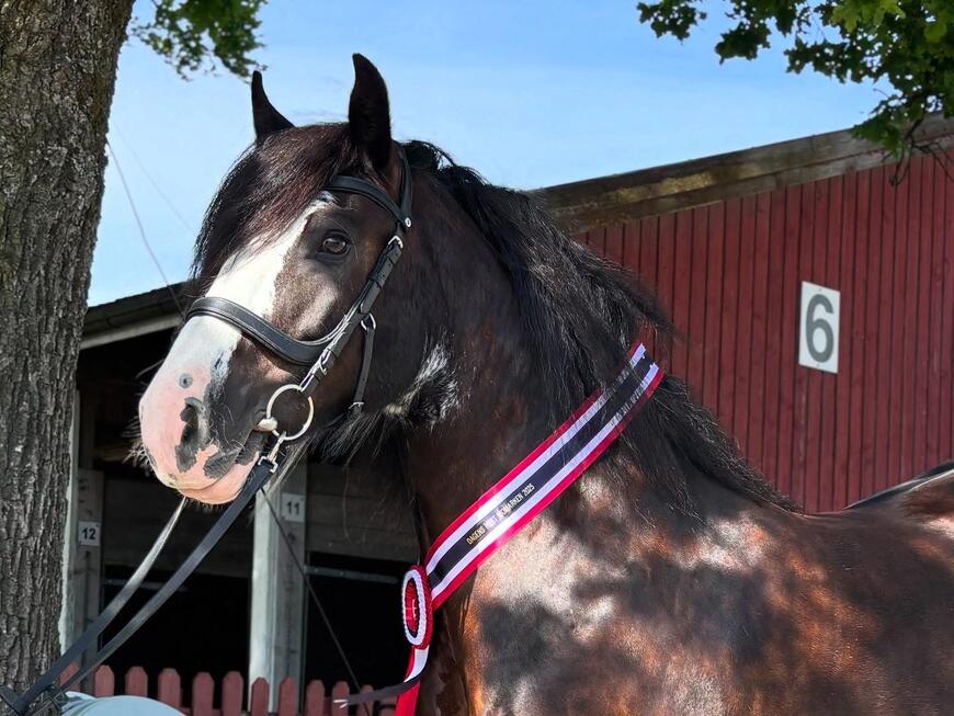 Gypsy cob-hoppa Cobs of Norways Arabelle fikk 1. premie og ble dagens hest på utstillingen på Momarken. Foto: Camilla Carcary