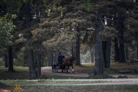 Foto: Mosling Footografi, Dølahestmesterskapet 2023