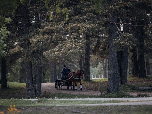 Foto: Mosling Footografi, Dølahestmesterskapet 2023