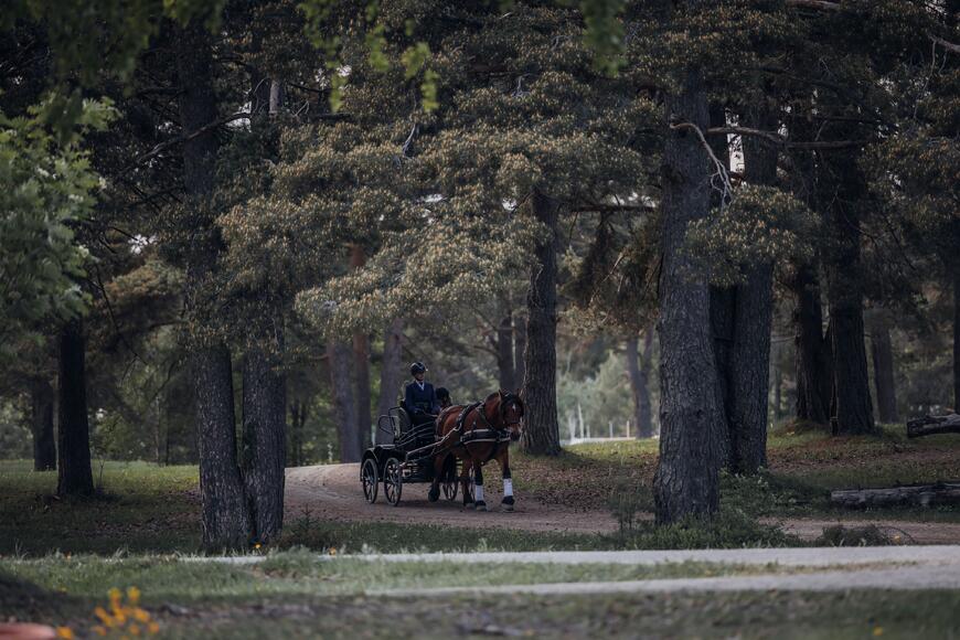 Foto: Mosling Footografi, Dølahestmesterskapet 2023