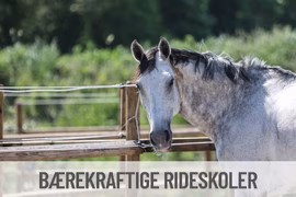 Påmeldingen er åpen til årets Bærekraftige rideskoler kurs
